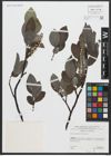 Foto von Salix apennina A. K. Skvortsov